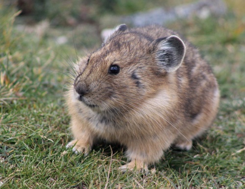 Pika!
