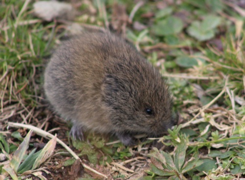 It's a vole!