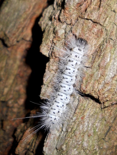 White Caterpillar
