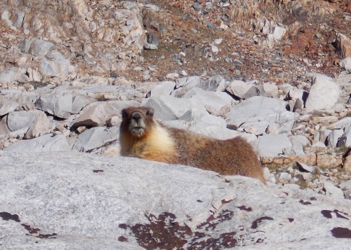 Marmot!