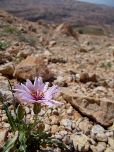 Flowers on the Trail