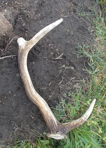 Antler on the trail!
