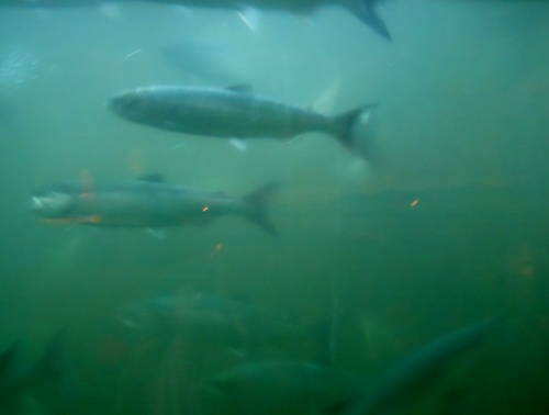 Fish using the fish ladder