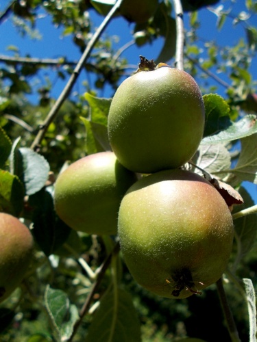 Pipers Orchard