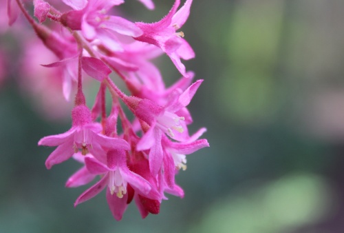 Flowers of Seattle