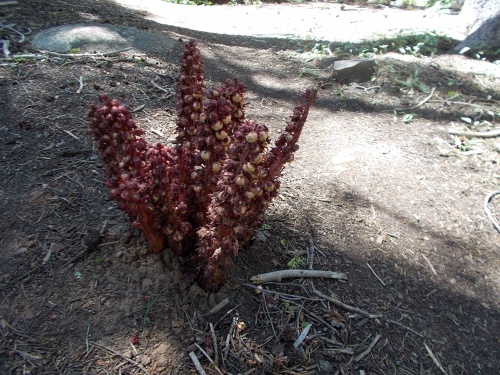 Snow plant colony