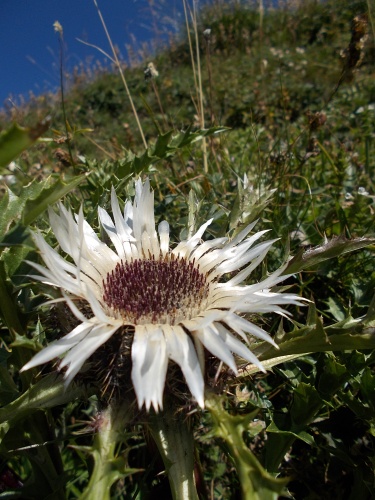 Flowers of the TMB