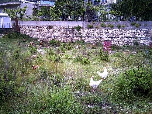 Chickens in Himarë