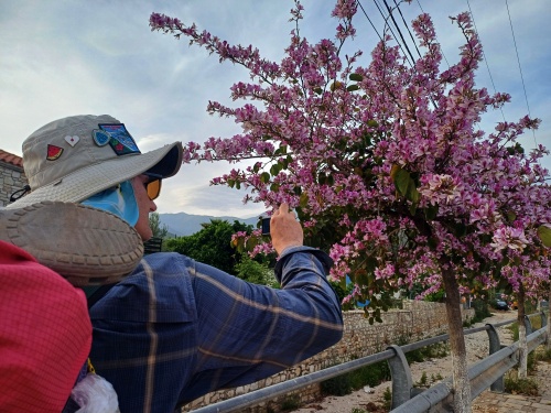 Flowering trees