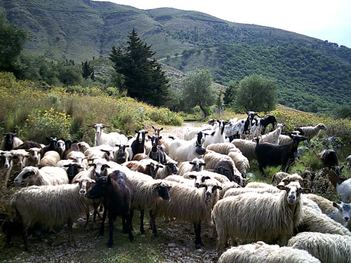Sheep on the trail
