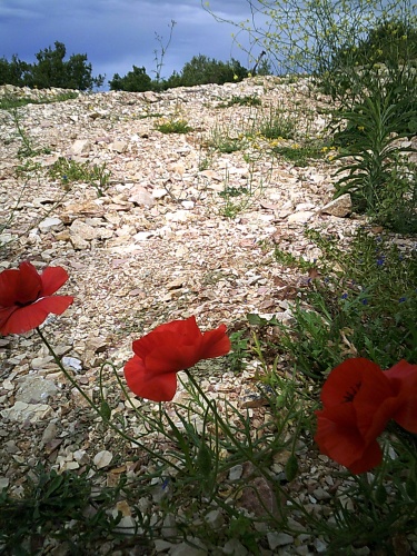 Flowers of Albania