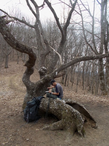 Old and twisted tree