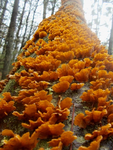 Gang of orange mushrooms!