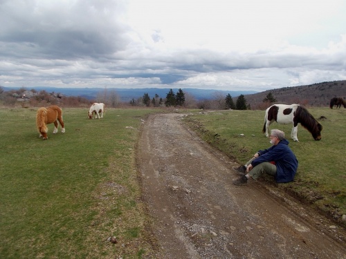 Wild ponies!