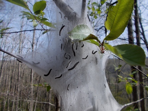 Caterpillar nest!