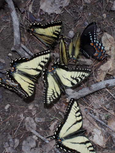 Butterflies!