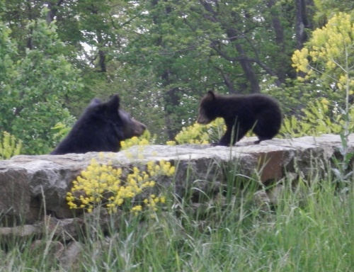 Bears!!! Bears!!!!