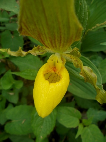 Flowers of the A.T.