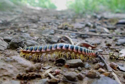 Millipede hiking the trail!