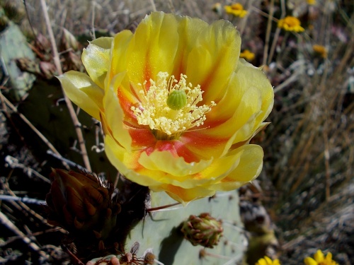 Prickly pear bloom