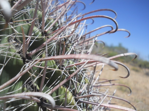 Fishhook cactus