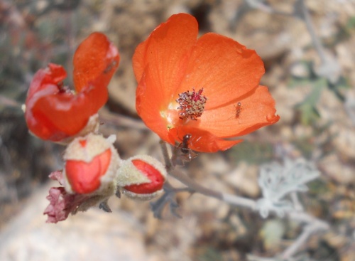 Desert globe mallow