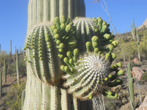 Saguaro blooms