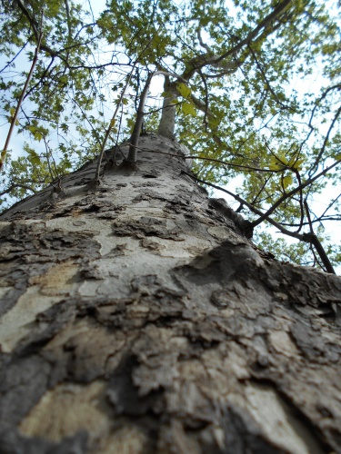 Sycamore bark