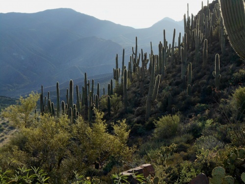 Saguaro forest!