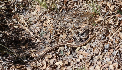 Desert patch-nosed snake