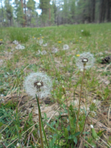 Dandelions