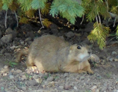 Prairie dog!