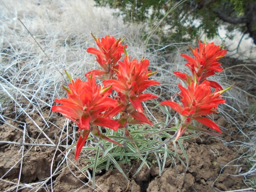 Indian paintbrush