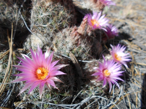 Hedgehog cactus