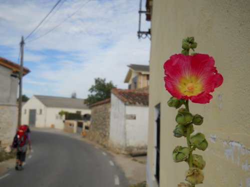 Flower in Orbaneja