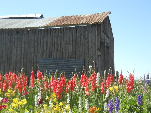 Trailside flowers in Le Rouget