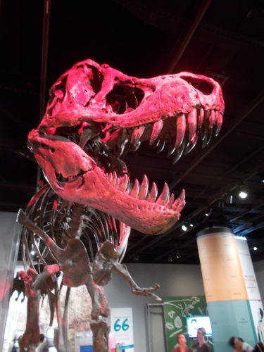 Museum of Natural History