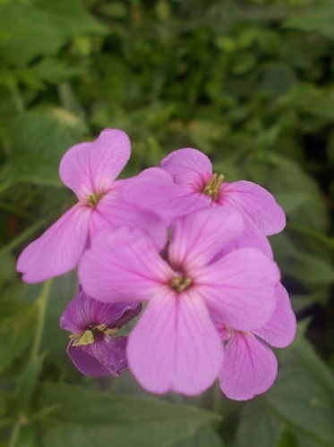 Flowers of the C&O Canal