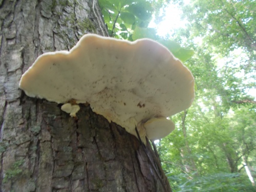 Shelf mushroom!