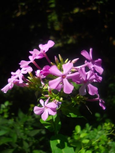 Flowers of the C&O Canal