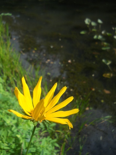 Flowers of the C&O Canal
