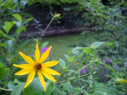 Flowers of the C&O Canal