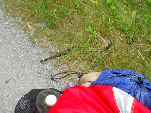 Snake! Snake! RUN!!!!