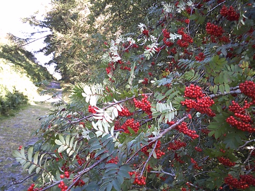 Berries of the Coast to Coast