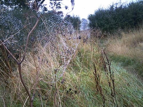 Spiderwebs in pearls