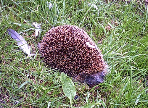 Hedgehog!