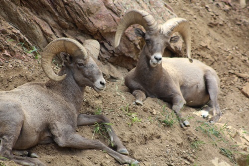 Bighorn sheep!