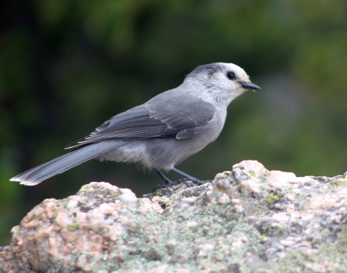 Grey Jay