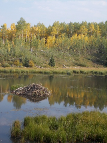 Beaver pond!