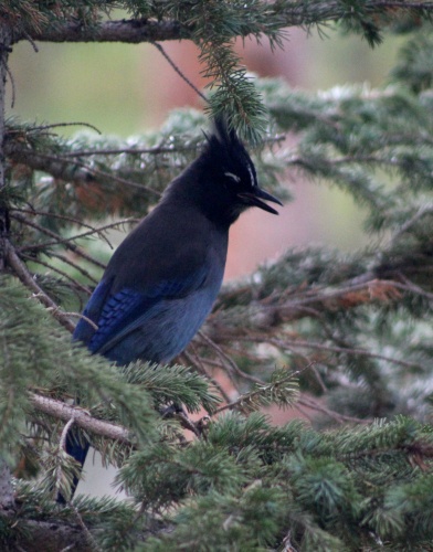 Steller's Jay